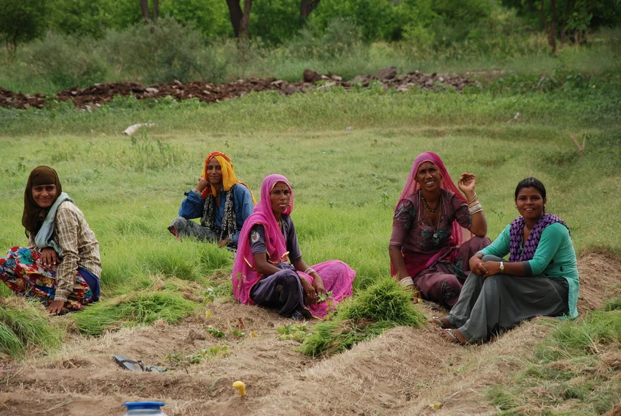 heavy weeds in sakarkand plantation 1200